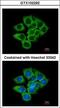 Eukaryotic Translation Elongation Factor 1 Delta antibody, GTX102292, GeneTex, Immunofluorescence image 