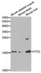 Urotensin 2 antibody, A06633-1, Boster Biological Technology, Western Blot image 