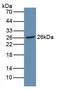 Noggin antibody, LS-C314276, Lifespan Biosciences, Western Blot image 