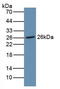 NOG antibody, LS-C314276, Lifespan Biosciences, Western Blot image 