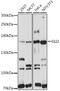 GLI Family Zinc Finger 2 antibody, 16-777, ProSci, Western Blot image 