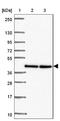 hA6RP antibody, NBP2-47591, Novus Biologicals, Western Blot image 