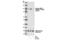 Glutamate Ionotropic Receptor AMPA Type Subunit 2 antibody, 4027S, Cell Signaling Technology, Western Blot image 