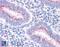 Golgi Membrane Protein 1 antibody, 45-688, ProSci, Immunohistochemistry paraffin image 