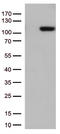 TFIIIC90 antibody, LS-C793065, Lifespan Biosciences, Western Blot image 