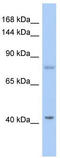 SH2 Domain Containing 3C antibody, TA337811, Origene, Western Blot image 