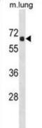 Acyl-CoA Thioesterase 9 antibody, abx030428, Abbexa, Western Blot image 