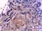Fibronectin 1 antibody, NBP1-91258, Novus Biologicals, Immunohistochemistry paraffin image 