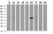 Taspase 1 antibody, M13381, Boster Biological Technology, Western Blot image 