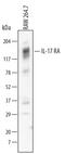 Interleukin 17 Receptor A antibody, AF448, R&D Systems, Western Blot image 