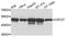 Cell Division Cycle 37 antibody, abx007376, Abbexa, Western Blot image 