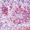 Flotillin 2 antibody, LS-C87858, Lifespan Biosciences, Immunohistochemistry frozen image 