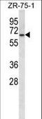 Glycerol-3-phosphate dehydrogenase, mitochondrial antibody, LS-C166605, Lifespan Biosciences, Western Blot image 