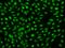 CANP antibody, 204389-T02, Sino Biological, Immunohistochemistry frozen image 