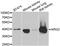 Arginase 2 antibody, abx004857, Abbexa, Western Blot image 