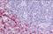 Hydroxycarboxylic Acid Receptor 3 antibody, NLS179, Novus Biologicals, Immunohistochemistry paraffin image 