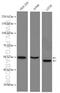 Cyclin A2 antibody, 27242-1-AP, Proteintech Group, Western Blot image 