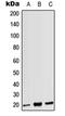 CD3g Molecule antibody, orb215447, Biorbyt, Western Blot image 