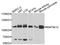 Mitogen-Activated Protein Kinase Kinase Kinase 13 antibody, STJ112227, St John