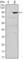 TNF Receptor Superfamily Member 11b antibody, abx016009, Abbexa, Western Blot image 