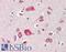 FYN Proto-Oncogene, Src Family Tyrosine Kinase antibody, LS-B10736, Lifespan Biosciences, Immunohistochemistry frozen image 
