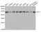 Histone Acetyltransferase 1 antibody, abx004728, Abbexa, Western Blot image 