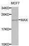 MYC Associated Factor X antibody, MBS128060, MyBioSource, Western Blot image 