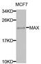 MYC Associated Factor X antibody, MBS128060, MyBioSource, Western Blot image 