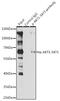 Akt antibody, AE00208, Aeonian Biotech, Immunoprecipitation image 