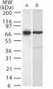 Interleukin 23 Receptor antibody, TA336672, Origene, Western Blot image 