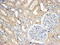 Sorting Nexin 8 antibody, 43-111, ProSci, Immunohistochemistry paraffin image 