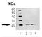 ADP Ribosylation Factor 1 antibody, ADI-CSA-450-D, Enzo Life Sciences, Western Blot image 