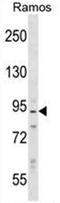 PPP1R6 antibody, AP53419PU-N, Origene, Western Blot image 