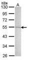 G Protein-Coupled Receptor 83 antibody, PA5-27181, Invitrogen Antibodies, Western Blot image 