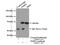 Telomeric Repeat Binding Factor 2 antibody, 22020-1-AP, Proteintech Group, Immunoprecipitation image 