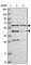 TRNA Methyltransferase 6 antibody, HPA047032, Atlas Antibodies, Western Blot image 