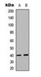 Spi-1 Proto-Oncogene antibody, orb393169, Biorbyt, Western Blot image 