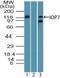Importin 7 antibody, PA5-23464, Invitrogen Antibodies, Western Blot image 