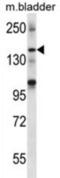 SH3 And Multiple Ankyrin Repeat Domains 2 antibody, abx027014, Abbexa, Western Blot image 
