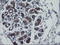 Rhotekin antibody, LS-C787390, Lifespan Biosciences, Immunohistochemistry frozen image 