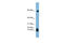 Statherin antibody, ARP42102_P050, Aviva Systems Biology, Western Blot image 