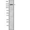 Sodium Voltage-Gated Channel Alpha Subunit 8 antibody, abx218460, Abbexa, Western Blot image 