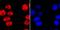 RNA Polymerase II Subunit A antibody, A01029S2, Boster Biological Technology, Immunocytochemistry image 