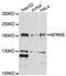 Nuclear Factor Related To KappaB Binding Protein antibody, abx136034, Abbexa, Western Blot image 