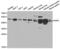 Retinoic Acid Receptor Alpha antibody, abx000697, Abbexa, Western Blot image 