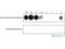 Mitogen-Activated Protein Kinase Kinase 5 antibody, SPC-1020D-PCP, StressMarq, Dot Blot image 