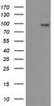 Leucine Rich Repeat Containing G Protein-Coupled Receptor 5 antibody, LS-C786212, Lifespan Biosciences, Western Blot image 