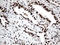 TFIIIC90 antibody, LS-C796411, Lifespan Biosciences, Immunohistochemistry paraffin image 