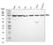 Prospero Homeobox 1 antibody, A01985-1, Boster Biological Technology, Western Blot image 