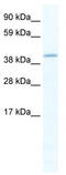 GATA Binding Protein 5 antibody, TA341766, Origene, Western Blot image 